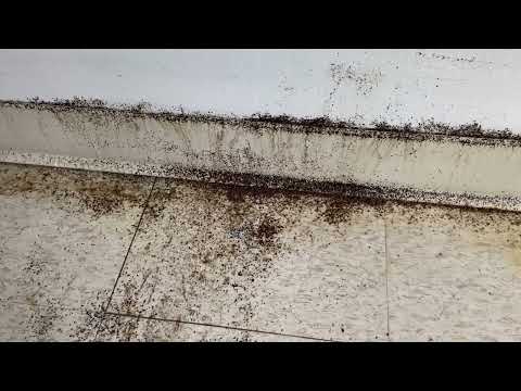 Horrific Bed Bug Infestation Throughout Apartment in Woodbridge, NJ