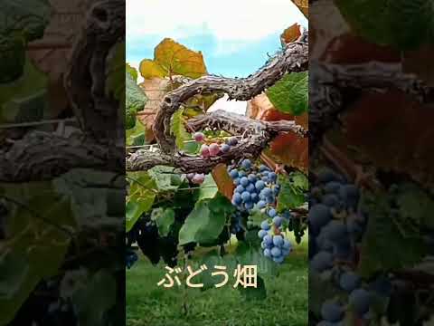 園芸 ブドウ畑のコウモリ