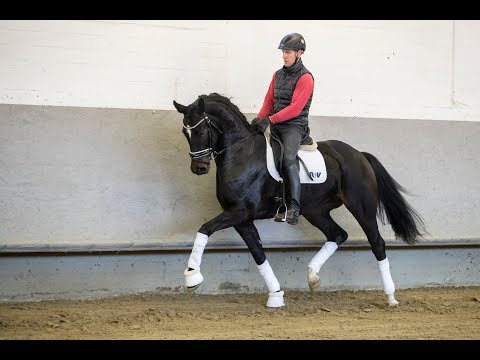 Schwarzbraune Stute Glanz und Gloria von Grey Flanell aus der Sissi