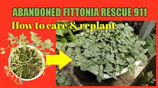 Easy way fittonia plant care and propagation at home tutorial