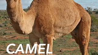 Camel - Air Born - 432 Hz Version