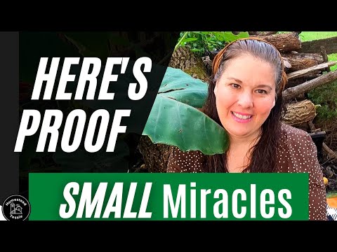 Small MIRACLES still HAPPEN