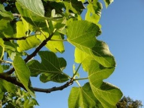 Luke 13:6-9 The Fruitless Fig Tree