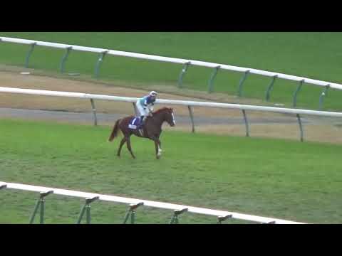 2017.11.26.第37回ジャパンC.シュヴァルグラン.ウイニングラン