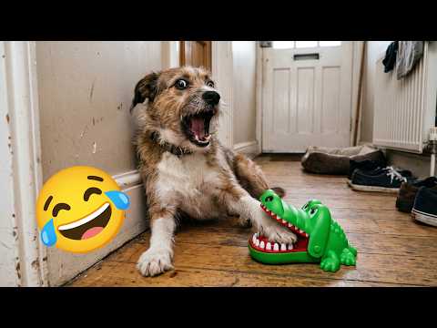 These Pets Share One Brain Cell 😂 And Somehow Life Still Works Out 🐶🤣