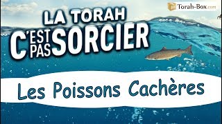 La Torah, C'EST PAS SORCIER : LE POISSON CACHERE