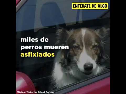 El mundo de Nicoleta