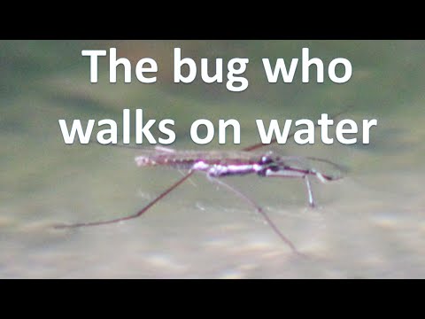 All about Water Strider Insects - Bugs who walks on water (Gerris incurvatus)