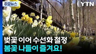 벚꽃 이어 수선화 절정...봄꽃 나들이 즐겨요! / YTN
