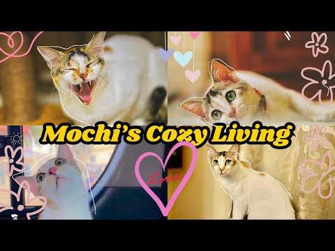 Vlog#342 Mochi’s Cozy Living ❤️Cat vlog Bangladesh || My pet cat 🐈