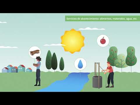 ¿Qué son los servicios ecosistémicos y por qué son vitales para el ser humano? | ACCIONA