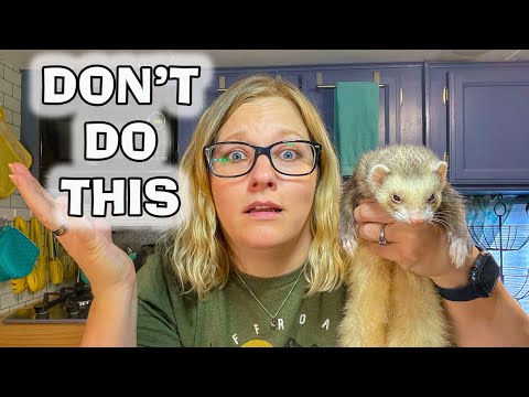 5 MISTAKES New Ferret Owners Make