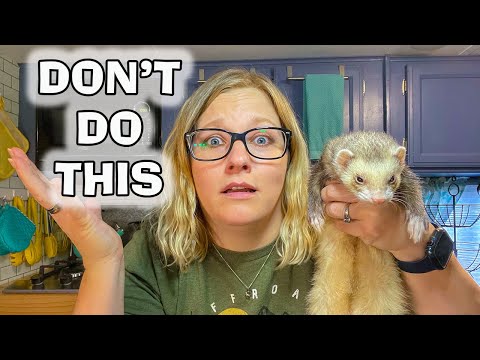 YouTube video about: Can you leave a ferret home alone?
