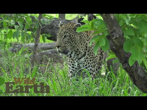 WildEarth - Sunrise Safari - January 2, 2020