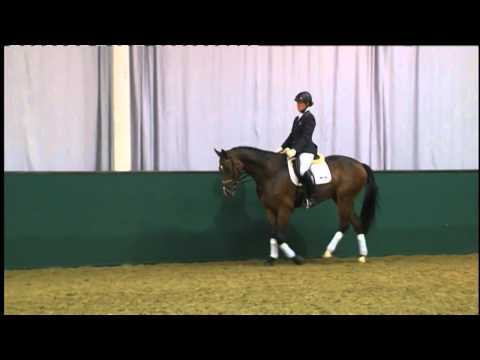 31 Rock Dancer v.Rock Forever/ Weltmeyer (44.NRW Elite-Auktion) www.westfalenpferde.de