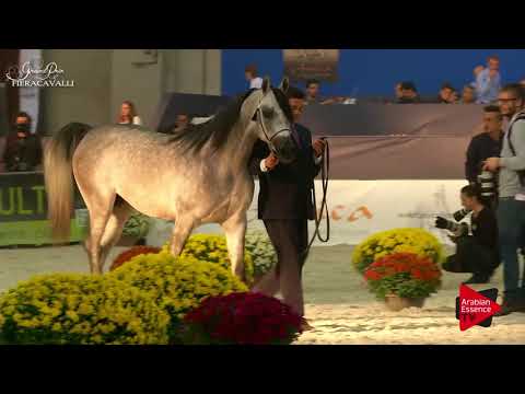 N.22 JCJ FEUEREXPLOSION - Gran Prix Fieracavalli 2017 - 2-3 Years Old Colts (Class F)