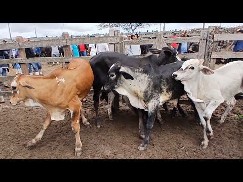 FEIRA DO BEZERRO DE REPOSIÇÃO EM CAPOEIRAS PERNAMBUCO 30 abril de 2026