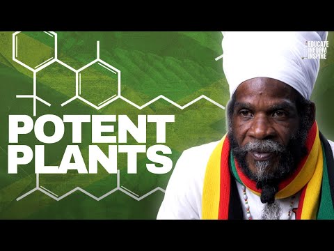 History Of THC and CBD In Jamaica and Why The World Loves It So Much