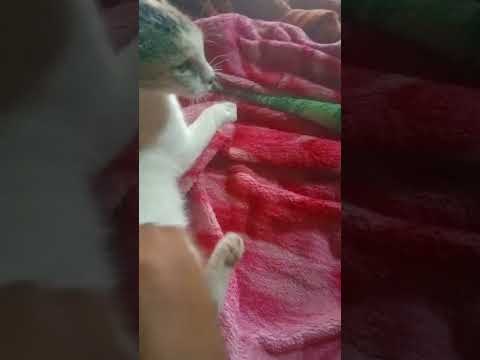 Funny Cats Arguing -Cat Telking To Each Other Compilation || New HD