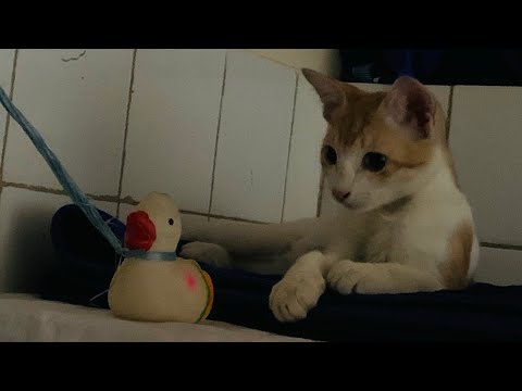 The cat blog 001 😸 In the morning, She is playing 😹 When everyone sleeps 😒