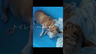 老犬と黒猫がいる暮らし#愛犬ピット #黒猫ロック