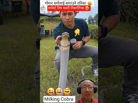 गोमनलाई समातेर विष निकाल्यो 😀 #trending #shorts #viral