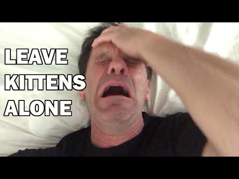 PSA: LEAVE KITTENS ALONE! - YouTube