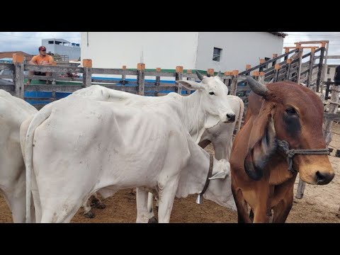 FEIRA DO GADO DE MANARI PERNAMBUCO 12/02/2026  