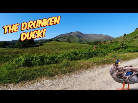 Drunken Duck - Over The Hill Mountain Biking