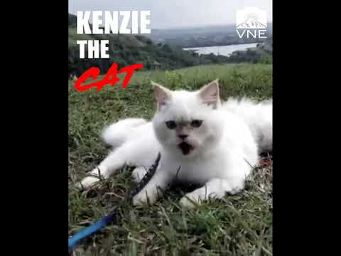 KENZIE THE CAT | CAT VIDEO | FOR NIMISHA KHEDKAR