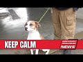 WEEK OF THE 4TH How To Keep Your Dogs Calm