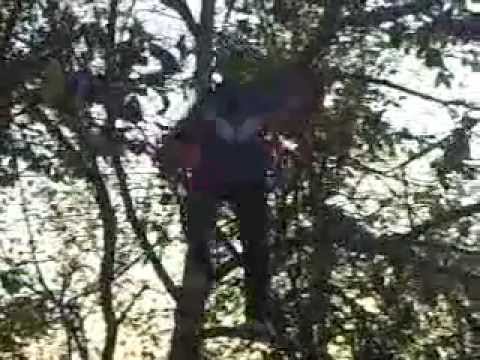 Igris - Saritura din copac .