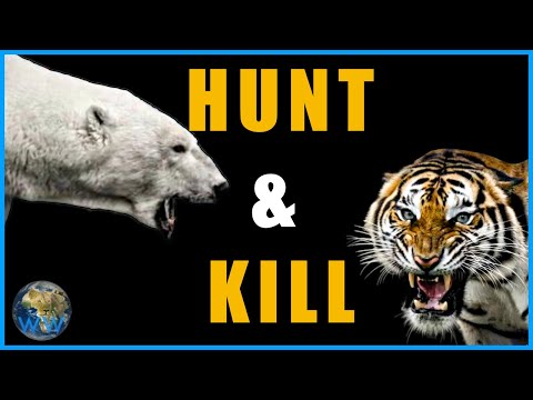 The "Only Four" Animals That Hunt Humans  - (a response)