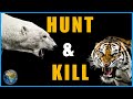 The Only Four Animals That Hunt Humans A Response