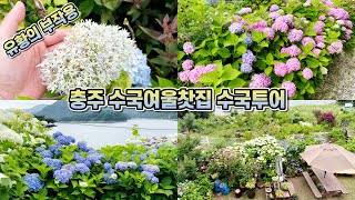 노지월동하는 수국을 볼 수 있는 수국카페!! feat. 달달한 수국차!! 유황의 부작용 ㅠㅠ