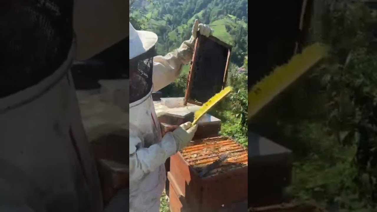 KESTANE BALI YAPIM AŞAMALARI 2