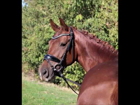 Hannoveraner Stute Feline *2014 von Franziskus x Don Larino