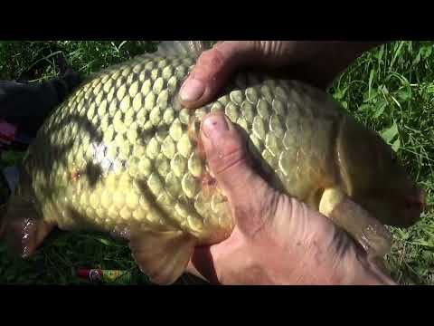 Aiviekste iepriecināja.