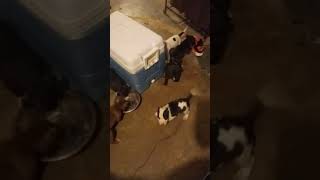 Staffordshire Bull Terrier Puppies Videos
