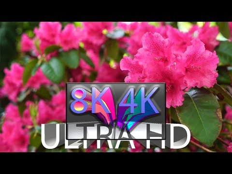 Rhododendron - 8K 4K UHD - Dony Dons Mother Earth