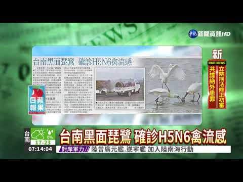 台南黑面琵鷺 確診H5N6禽流感