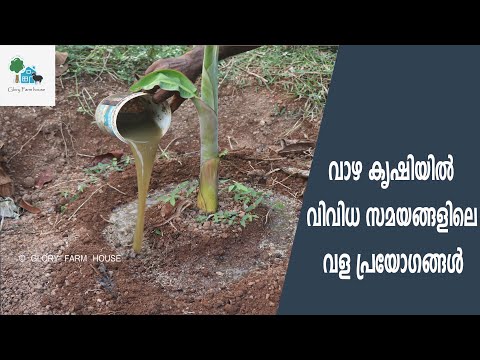 വാഴ കൃഷിയിലെ വിവിധ സമയത്തെ വളപ്രയോഗങ്ങള്‍ | Vazha Krishi | Glory Farm House