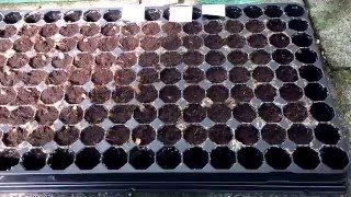 Tomaten, Mammutbaum, Physalis, Chrysamthemen usw... kurzes Update!