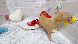ハーフ犬の動画02