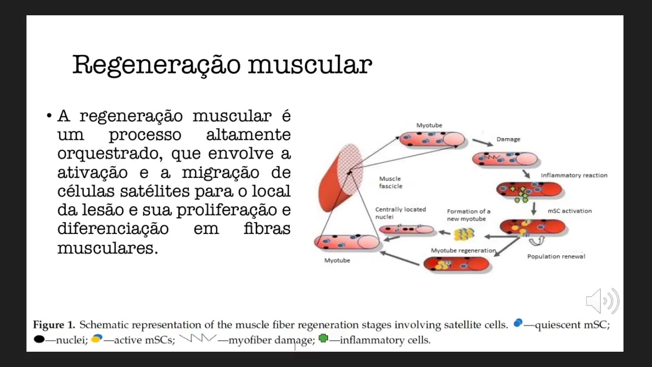 Recuperação muscular - Profa. Cristiane Matté - UFRGS