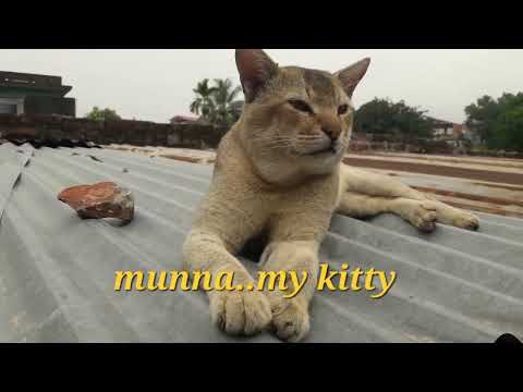 my kitty munna#cats
