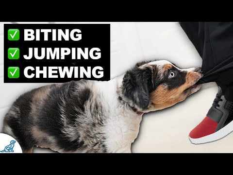 The CHEAPEST Tool To TRANSFORM Your Puppy Training!