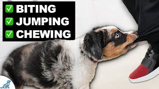 The CHEAPEST Tool To TRANSFORM Your Puppy Training!