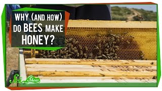 Why (and How) Do Bees Make Honey?