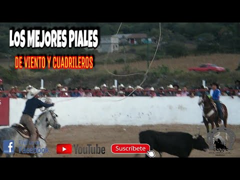 Recopilación De Los Mejores Piales De Viento y Cuadrileros Del Jaripeo